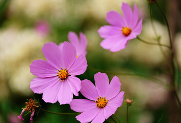 Pink cosmos flowers