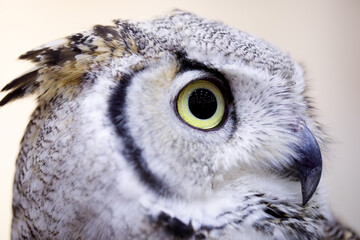 A close up of an owl with The eyes
