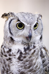 A close up of an owl with The eyes