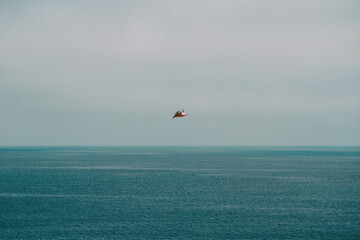 seagull flying above the Mediterranean sea with the horizon line where the sea meets the sky