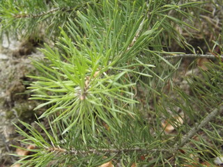 close up of a tree