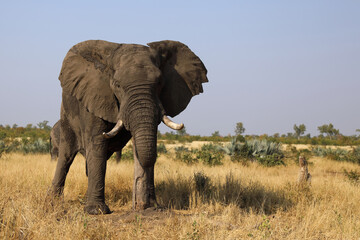 Obraz premium Afrikanischer Elefant / African elephant / Loxodonta africana