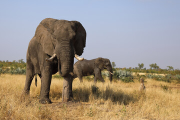 Afrikanischer Elefant / African elephant / Loxodonta africana