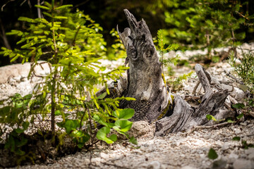 Detail of old torso of a tree stump.