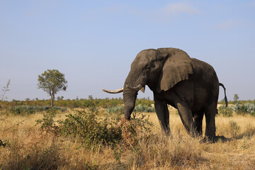 Obraz premium Afrikanischer Elefant / African elephant / Loxodonta africana