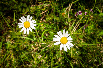 Obraz premium Head of flower Bellis perennisis, common European species of daisy.