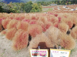 たくさんの植物が生えた景色