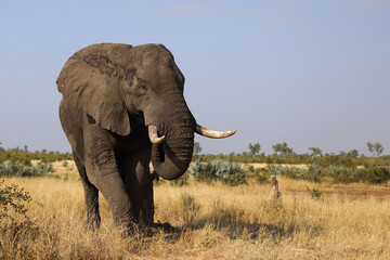 Afrikanischer Elefant / African elephant / Loxodonta africana