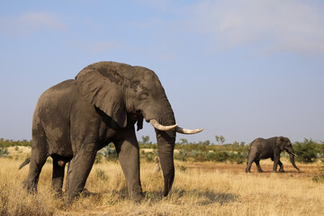 Fototapeta premium Afrikanischer Elefant / African elephant / Loxodonta africana
