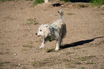jack russell terrier