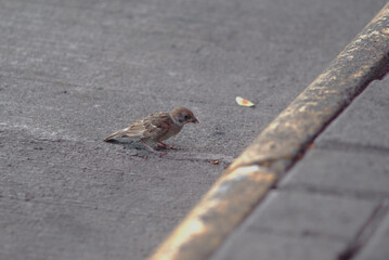 horizontal view pic four, the sparrow  above the black and white transverse textured concrete road