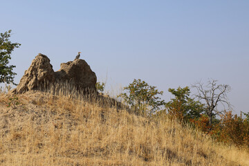 Südlicher Gelbschnabeltoko auf Termitenhügel / Southern yellow-billed hornbill at Termit's nest / Tockus leucomelas © Ludwig