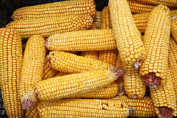 Yellow raw corn cobs in a box.