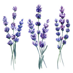 Obraz premium Lavender flowers on a white background, botanical watercolor drawings