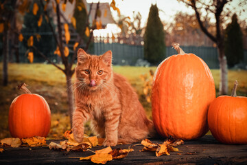 Autumn consept scene with an orange siberian cat, orange pumpkins and leaves in the garden outside.