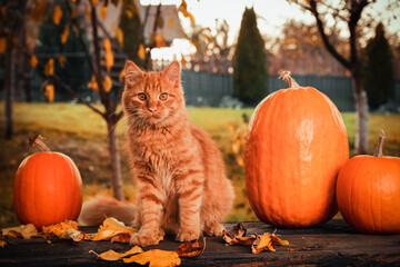 Autumn consept scene with an orange siberian cat, orange pumpkins and leaves in the garden outside.