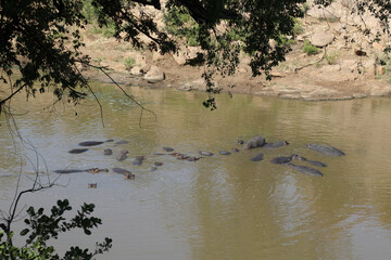 Flußpferd im Mphongolo River / Hippopotamus in Mphongolo River/ Hippopotamus amphibius