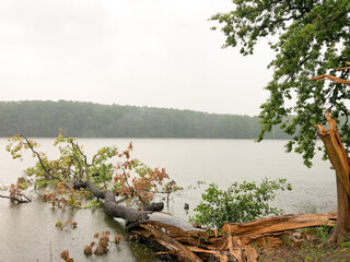 Broken tree fallen into the lake. After storm.