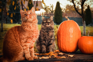 Autumn consept scene with an orange and gray siberian cats, orange pumpkins and leaves in the garden outside.