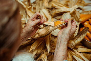 Cropped image of an old lady peeling and selecting with hands corn on a table surrounded by corn peel. Agriculture work.