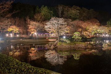 Fototapeta na wymiar 秋の日本庭園風景【夜景・ライトアップ】