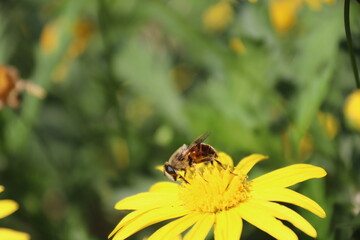 Close up view of bee feeding on yellow flower with blurred background