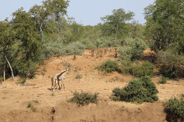 Fototapeta premium Giraffe / Giraffe / Giraffa Camelopardalis