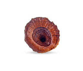 reishi mushroom,ganoderma lucidum on white background,isolated