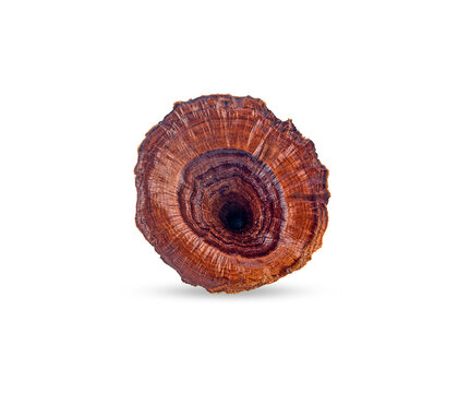 Reishi Mushroom,ganoderma Lucidum On White Background,isolated