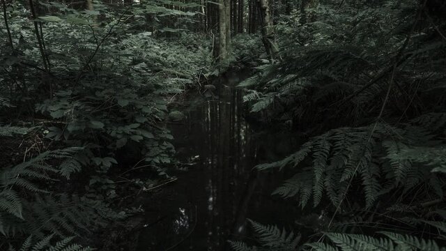 Very slowly zooming out time lapse video of forest, ferns and small river in the forest. Southern Norway