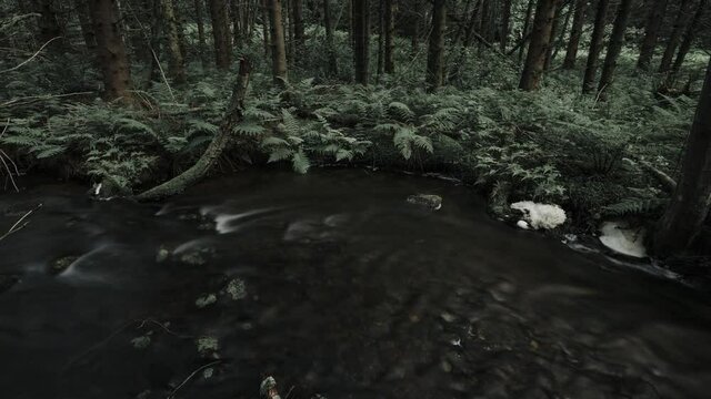 Moodie time lapse video of small river flowing trough forest. Ferns in the background. Southern Norway