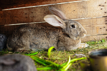 Little rabbits eat from the same feeder. Friendly family