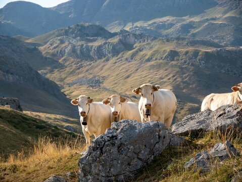cows in mountain
