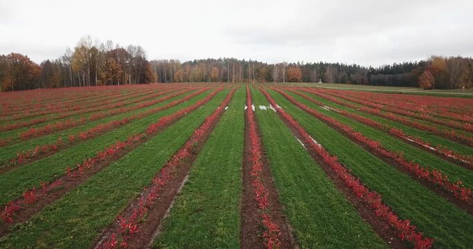 Field with rows of new chokeberry aronia growth in autumn