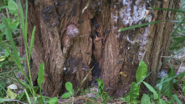 Insects On A Rotten Old Tree Stump