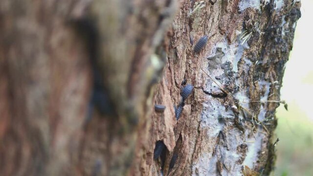 Insects On A Rotten Old Tree Stump.