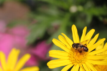Close up view of bee feeding on yellow flower with blurred background