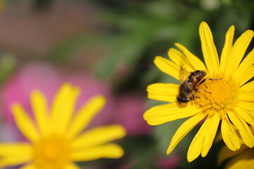 Close up view of bee feeding on yellow flower with blurred background
