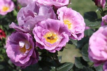 Close up view of bee feeding an purple flower