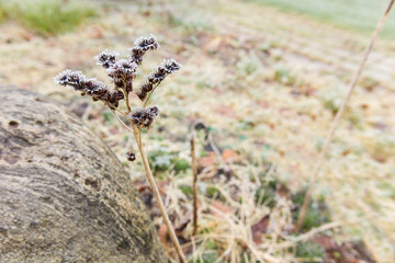 Dry spikelets of grass with ice crystals with ice crystals on natural blurry background. Natural landscape in winter. Fog with tender bokeh. Close-up, copy space