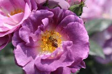 Close up view of bee feeding an purple flower