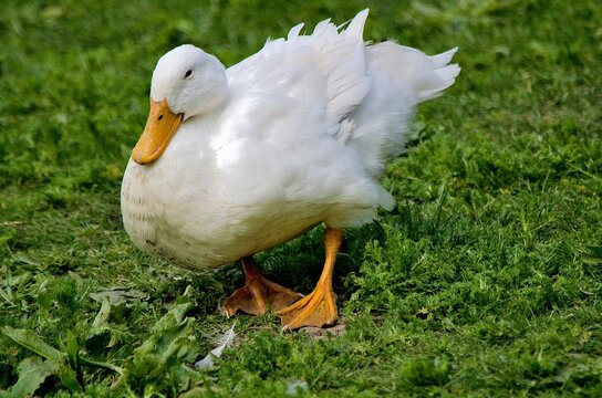 Aylesbury Duck