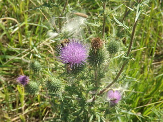 thistle flower in the garden