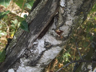 Obraz premium trunk of a tree