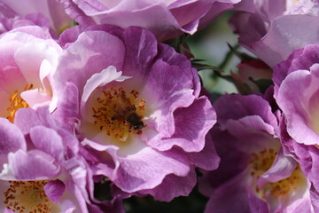 Fototapeta na wymiar Close up view of bee feeding an purple flower
