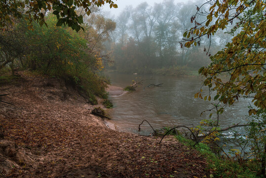 Autumn in forest  near Otwock Town (Poland) 