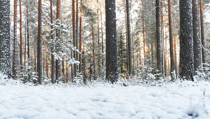 Snowy winter landscape panorama with forest and sun rays. Winter sunset in forest. Sun shines through snow covered trees. Winter morning nature