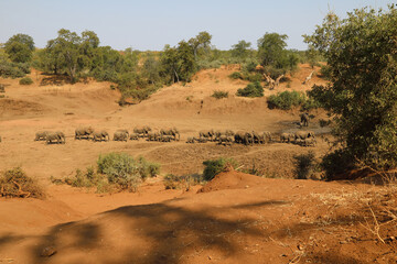 Afrikanischer Elefant im Mphongolo River/ African elephant in Mphongolo River / Loxodonta africana.