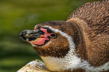close up of a penguin