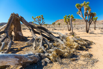 Yucca brevifolia, the Joshua tree, Joshua Tree National Park, California, USA